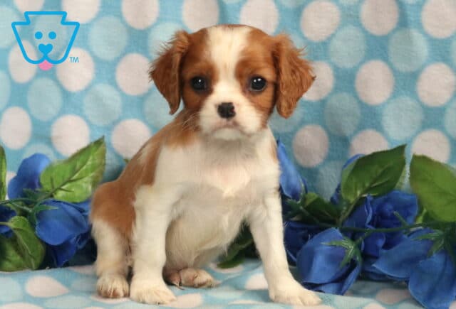 Benji Cavalier image