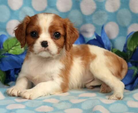 Benji Cavalier2