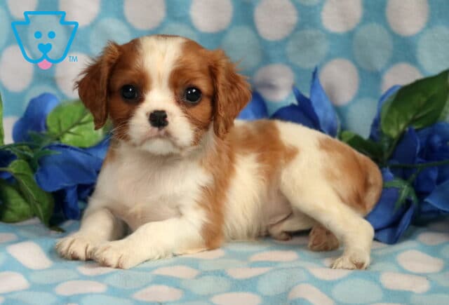Benji Cavalier2 image