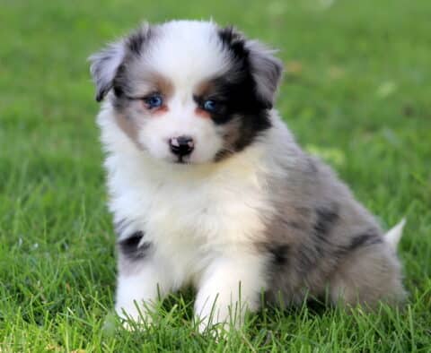 Benji Mini Australian Shepherd