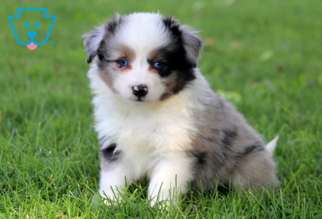 Mini Australian Shepherd puppy with a fluffy blue merle coat and piercing blue eyes sits in the grass, looking directly at the camera with a calm expression. image