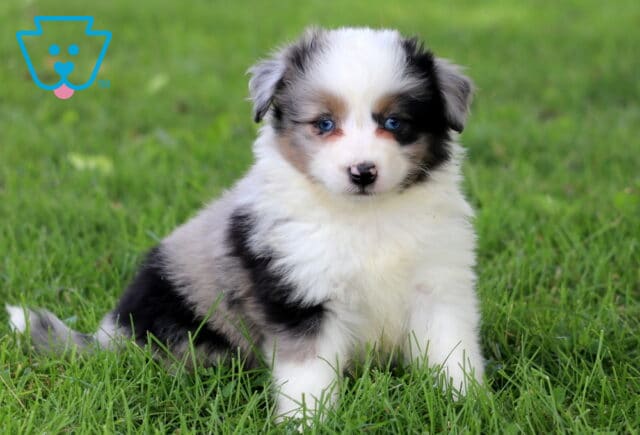 Adorable Mini Australian Shepherd puppy with a thick merle coat and vivid blue eyes sits on green grass, giving a curious and gentle look to the camera. image
