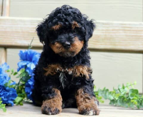 Benny Mini Poodle