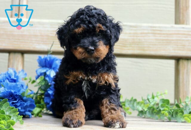 Benny Mini Poodle image