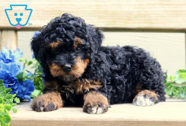 Benny Mini Poodle2 image