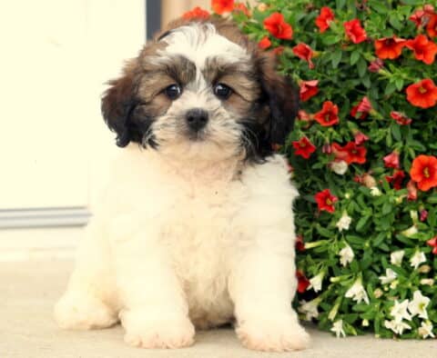 Benson Shihpoo