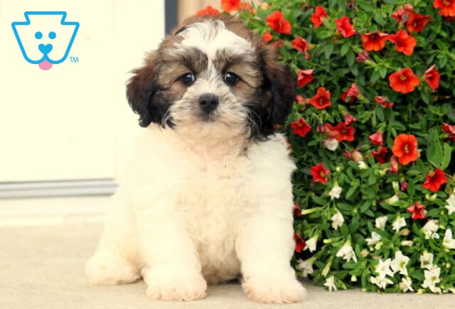 Benson Shihpoo image