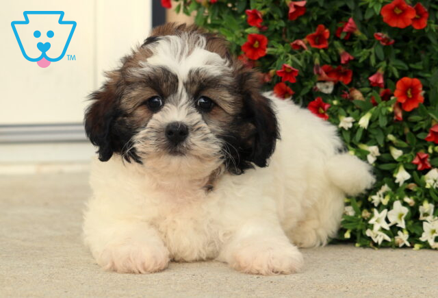 Benson Shihpoo2 image