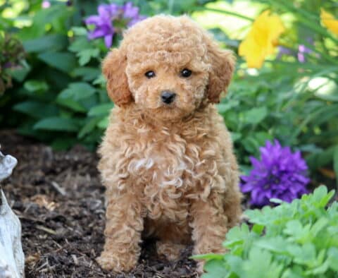 Fluffy apricot Toy Poodle puppy sitting on mulch in a garden bed surrounded by green foliage and vibrant purple and yellow flowers.