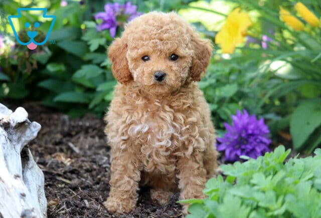 Fluffy apricot Toy Poodle puppy sitting on mulch in a garden bed surrounded by green foliage and vibrant purple and yellow flowers. image