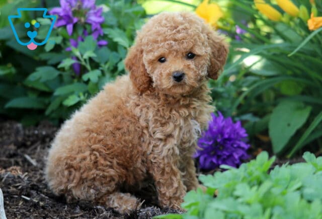 Adorable apricot Toy Poodle puppy sitting sideways on garden mulch, looking back toward the camera, surrounded by green plants and vibrant purple and yellow flowers. image