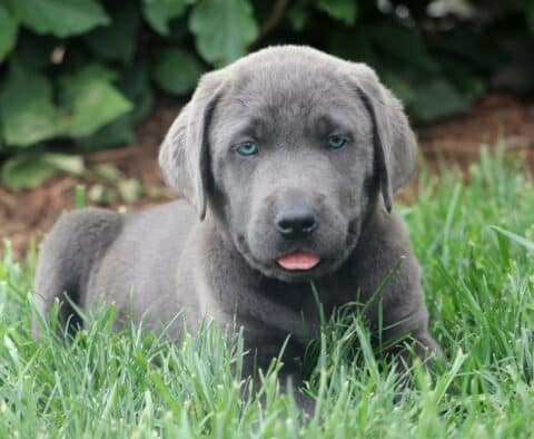 Sweet charcoal Lab puppy lying in the grass with its tongue slightly out and bright blue eyes looking toward the camera.