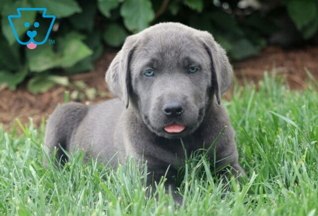 Sweet charcoal Lab puppy lying in the grass with its tongue slightly out and bright blue eyes looking toward the camera. image