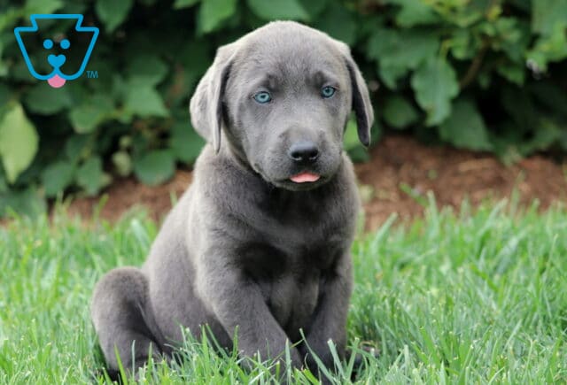 Adorable charcoal Labrador Retriever puppy sitting upright in the grass, sticking its tiny pink tongue out and gazing ahead with striking blue eyes. image