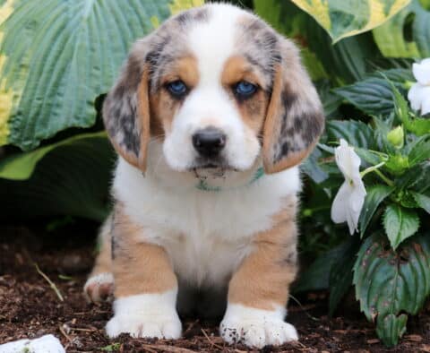 Bingo Basset Hound Mix