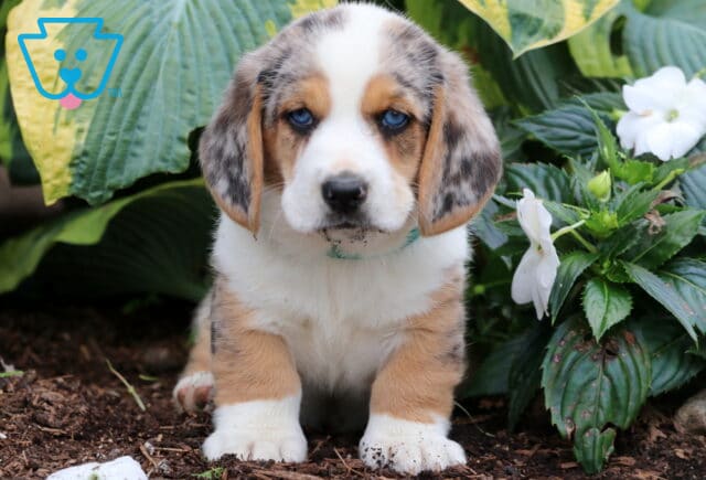 Bingo Basset Hound Mix image