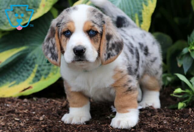 Bingo Basset Hound Mix2 image