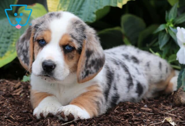 Bingo Basset Hound Mix3 image