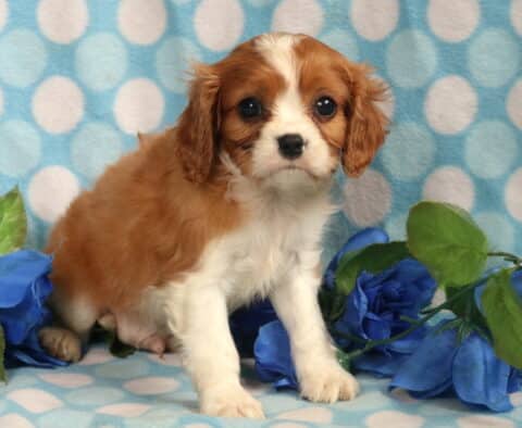 Bingo Cavalier
