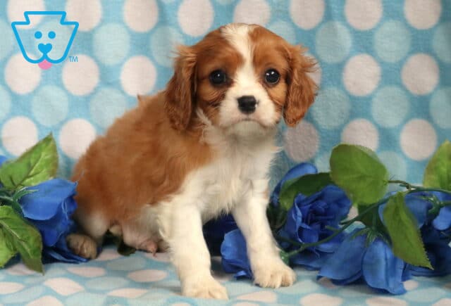 Bingo Cavalier image