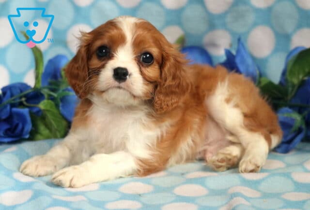 Bingo Cavalier2 image