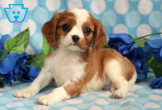 Biscuit Cavalier image