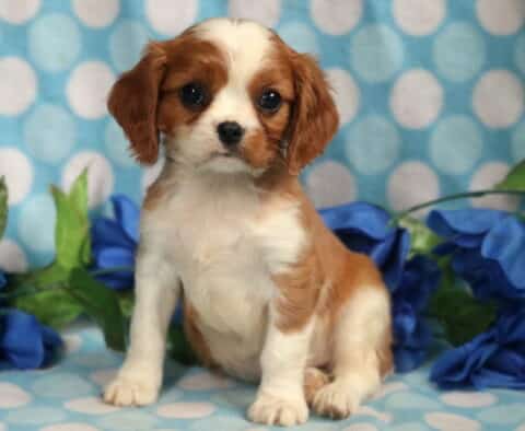 Biscuit Cavalier2