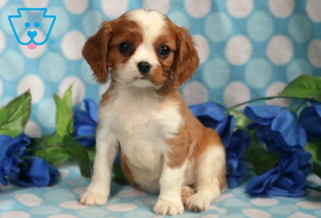 Biscuit Cavalier2 image