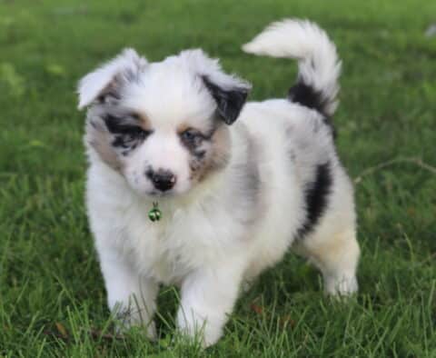 Blake Mini Australian Shepherd