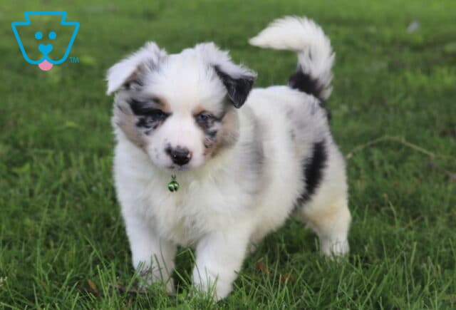 Playful Mini Australian Shepherd puppy with a fluffy merle coat and a green bell on its collar walks through the grass with its tail curled up and ears perked. image