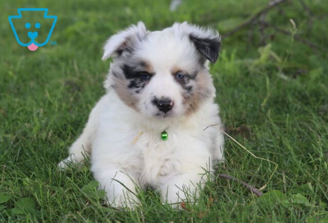 Mini Australian Shepherd puppy with soft blue merle markings and blue eyes lies in the grass, wearing a green bell collar and gazing calmly ahead. image