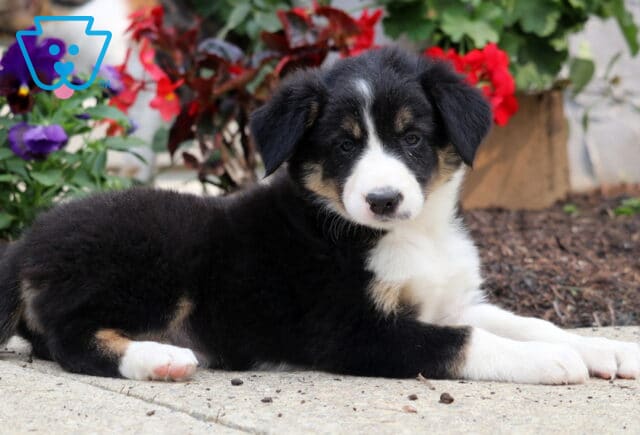 Fluffy tricolor Border Collie puppy lying on a sidewalk with a serious expression, surrounded by colorful red and purple flowers in a garden bed. image