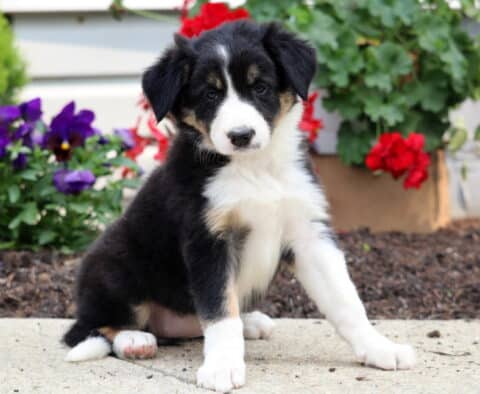 Blossom Border Collie2