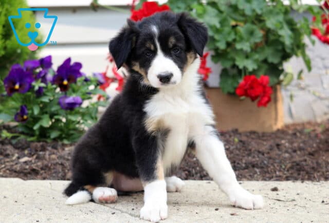 Sweet tricolor Border Collie puppy sitting upright on a sidewalk, surrounded by vibrant red and purple flowers in a garden bed. image