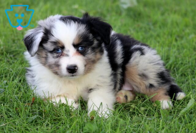 Mini Australian Shepherd puppy with a richly marked merle coat and bright blue eyes rests on the grass, looking up with a calm and curious gaze. image