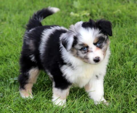 Blossom Mini Australian Shepherd2