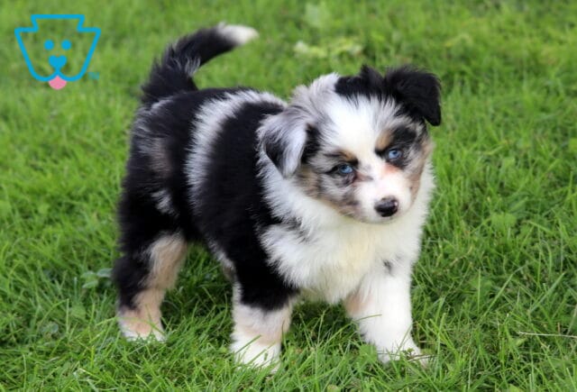 Mini Australian Shepherd puppy with a bold merle coat and striking blue eyes walks through the grass, looking curious and alert with its tail raised. image