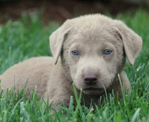 Close-up of a Silver Labrador Retriever puppy lying in the grass, with soft silver fur and light blue eyes giving a calm, curious gaze.