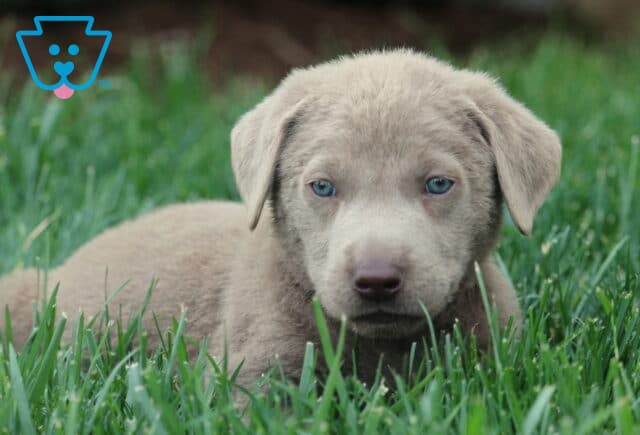 Close-up of a Silver Labrador Retriever puppy lying in the grass, with soft silver fur and light blue eyes giving a calm, curious gaze. image