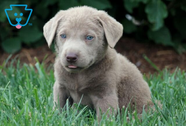 Adorable Silver Labrador Retriever puppy sitting in the grass, showing off its light silver coat and striking blue eyes with the tip of its tongue playfully sticking out. image