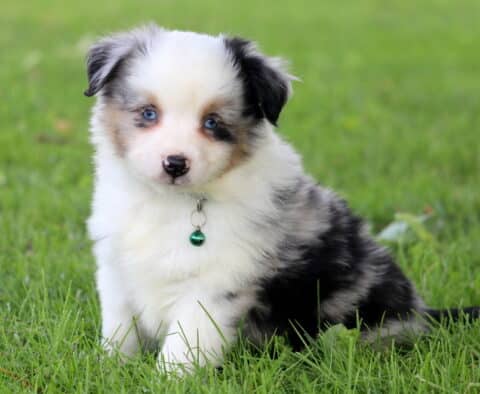 Boomer Mini Australian Shepherd