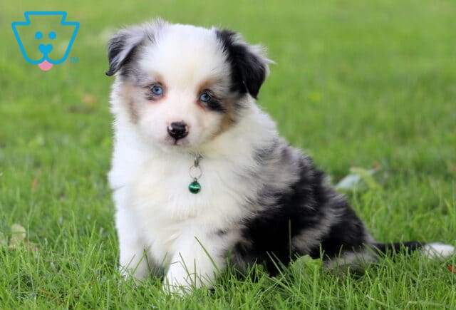 Blue-eyed Mini Australian Shepherd puppy with a fluffy merle coat sits in the grass, wearing a green bell on its collar and gazing sweetly at the camera. image