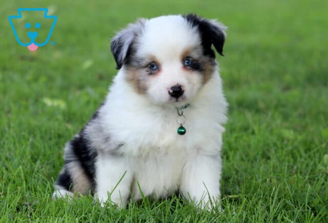 Fluffy Mini Australian Shepherd puppy with striking blue eyes and a merle-patterned coat sits on green grass, wearing a shiny green bell on its collar. image