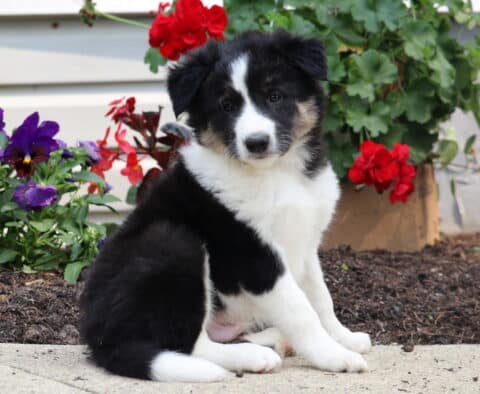 Boots Border Collie