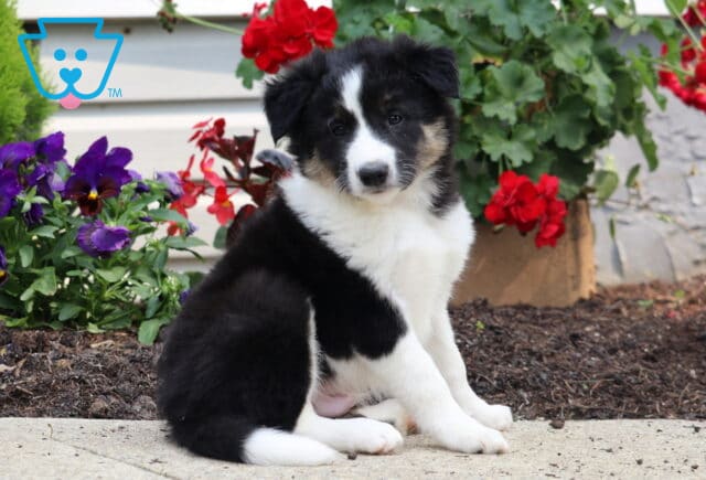 Adorable tricolor Border Collie puppy sitting on a sidewalk with a backdrop of lush red geraniums and vibrant purple pansies. image