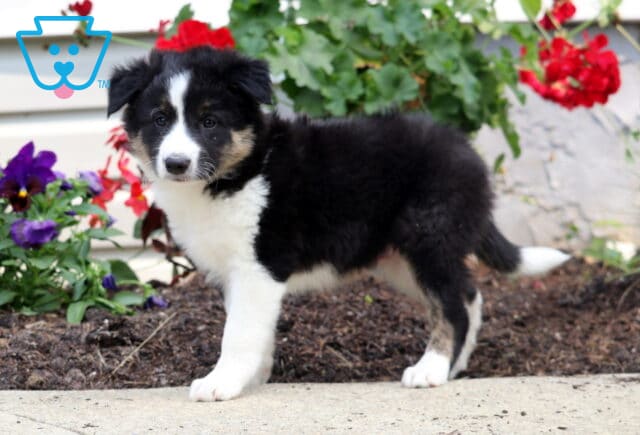 Curious tricolor Border Collie puppy standing on a sidewalk beside a garden bed filled with red geraniums and purple pansies. image