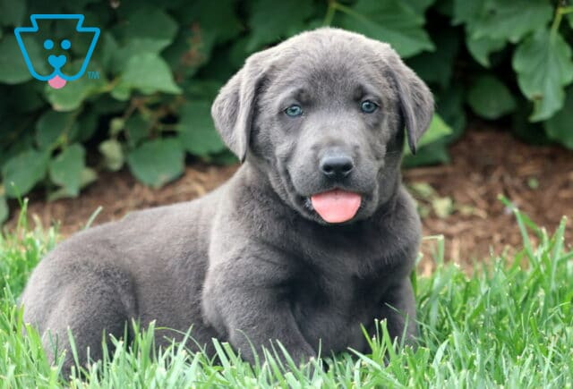 Playful charcoal Lab puppy laying in the grass with its tongue out, showing off a shiny silver-gray coat and bright blue eyes. image