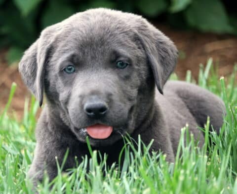 Adorable charcoal Lab puppy resting in the grass with its tongue peeking out and a sweet, calm expression.