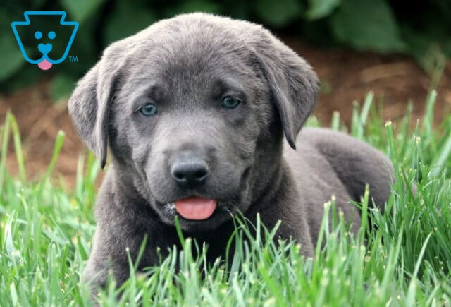 Adorable charcoal Lab puppy resting in the grass with its tongue peeking out and a sweet, calm expression. image