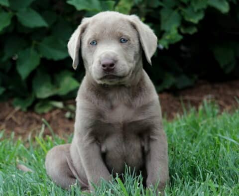 Silver Lab puppy sitting upright in lush green grass, gazing calmly at the camera with soft blue eyes and a sleek silver-gray coat.